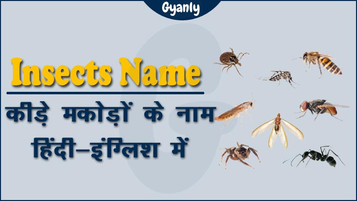 Insects Name in Hindi and English